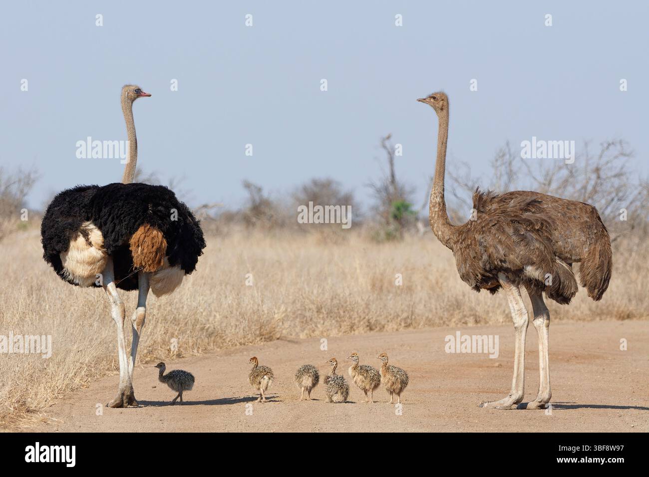 Südafrikanische Strauße (Struthio camelus australis), zwei Erwachsene, männlich und weiblich, auf der Straße stehend, neben einer Gruppe von Küken, Kruger NP, Stockfoto
