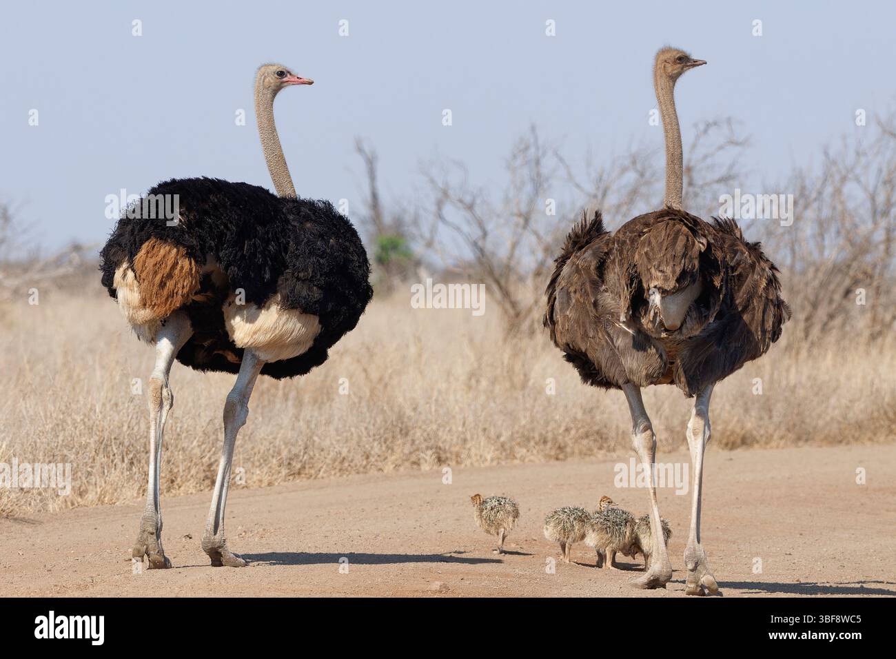 Südafrikanische Strauße (Struthio camelus australis), zwei Erwachsene, männlich und weiblich, auf der Straße, neben einer Gruppe von Küken, die Nahrung suchen, Stockfoto