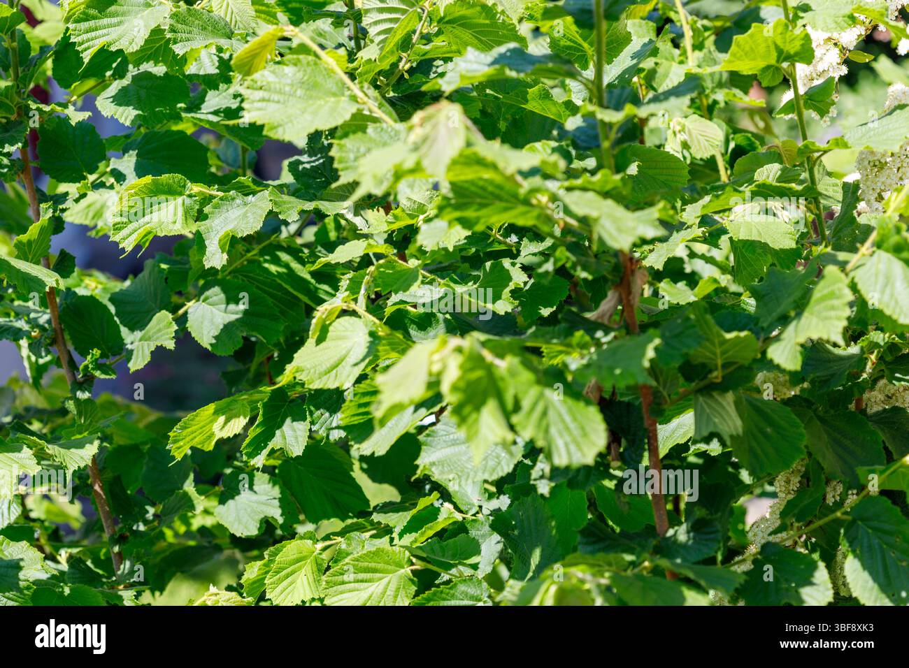 Nahaufnahme eines Strauchs mit vielen grünen Blättern und kleinen weißen Blüten unter hellem Sonnenlicht. Stockfoto