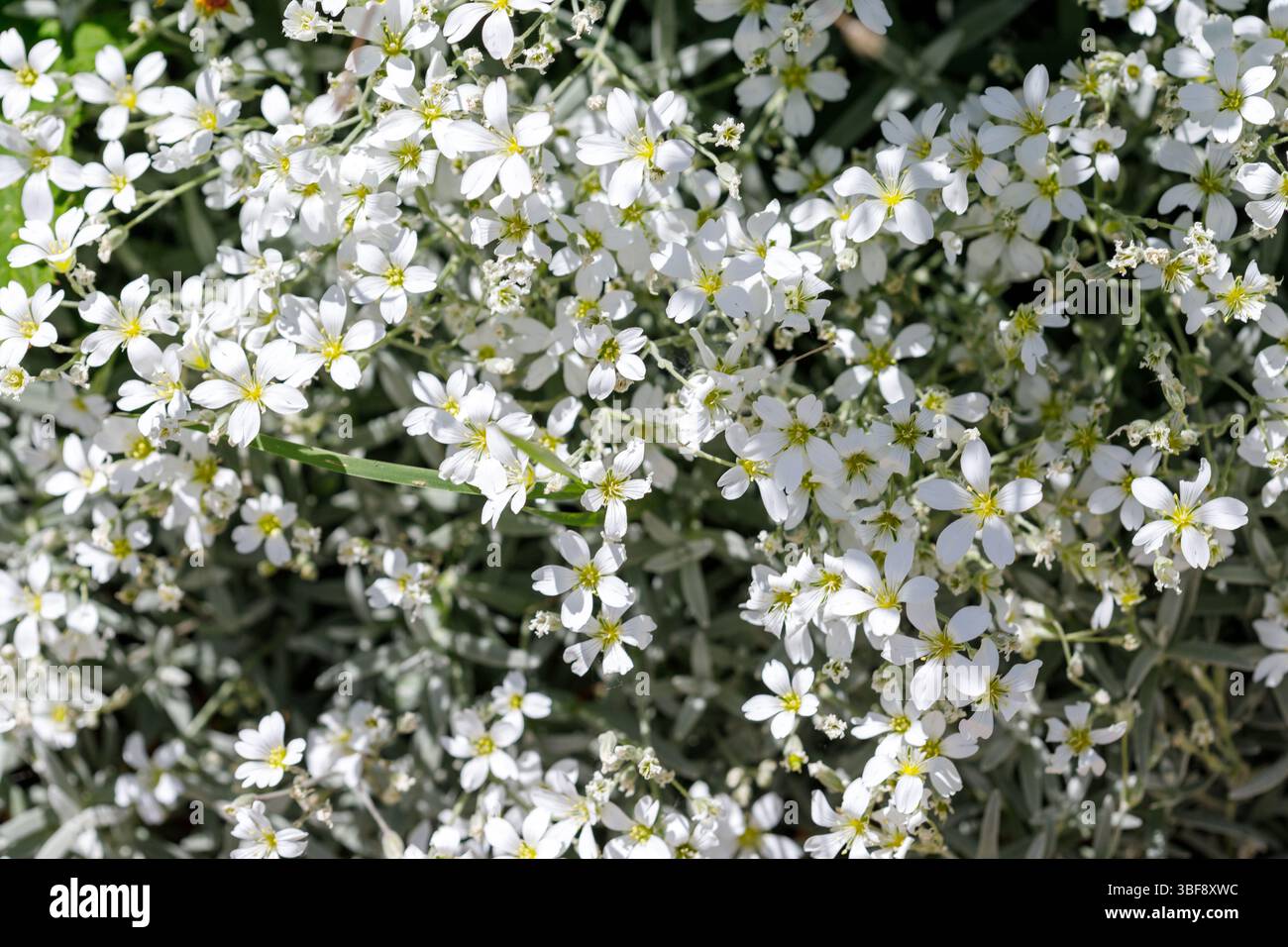 Nahaufnahme einer dichten Ansammlung kleiner, weißer Blüten mit gelben Mittelpunkten und silbrig-grünem Laub, die den Rahmen füllen. Stockfoto