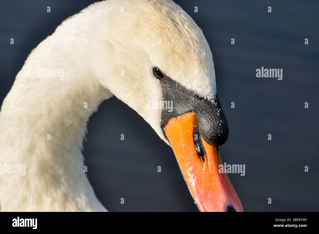 Porträt eines stummen Schwans im Bushy Park UK - Mute Swan (Cygnus olor) Kingston London UK Stockfoto