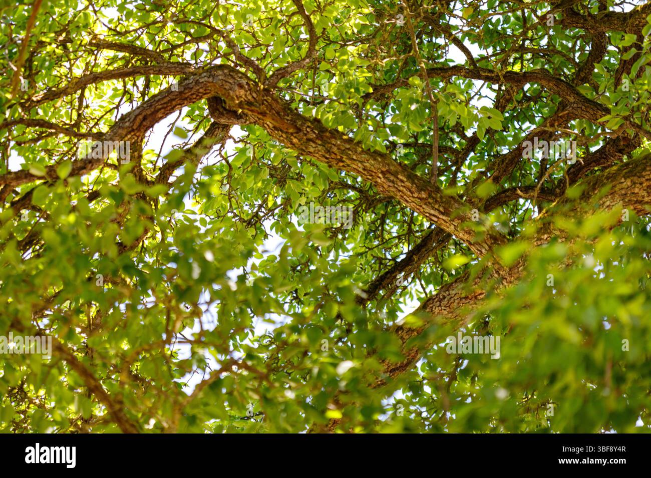 Ein Blick auf ein Baumdach. Verzweigungen und Leaves stehen im Vordergrund. Der Himmel ist durch das Laub sichtbar. Stockfoto