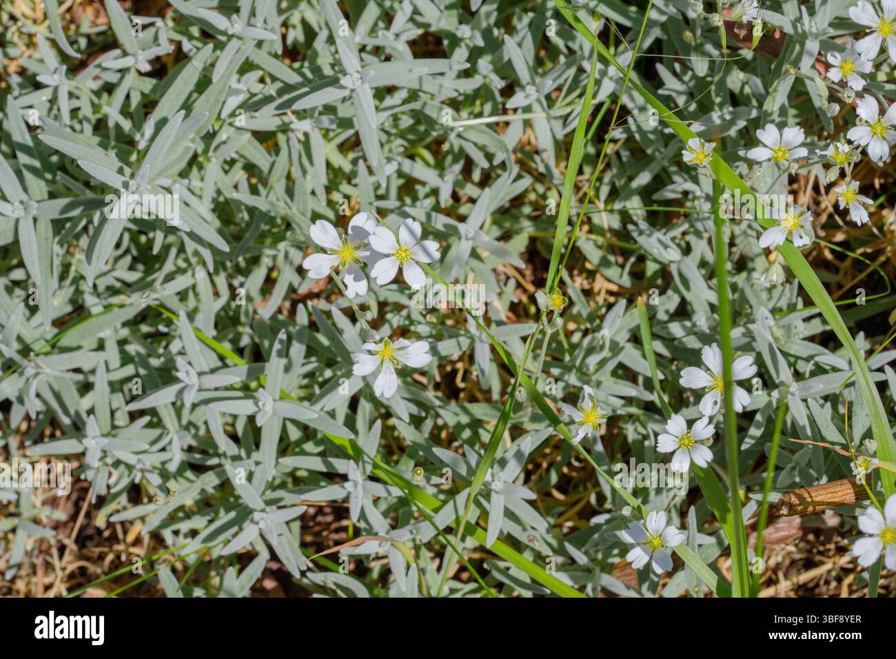 Nahaufnahme weißer Blüten mit gelben Mittelpunkten, durchsetzt mit graugrünem Laub und dünnen Grashalmen. Stockfoto