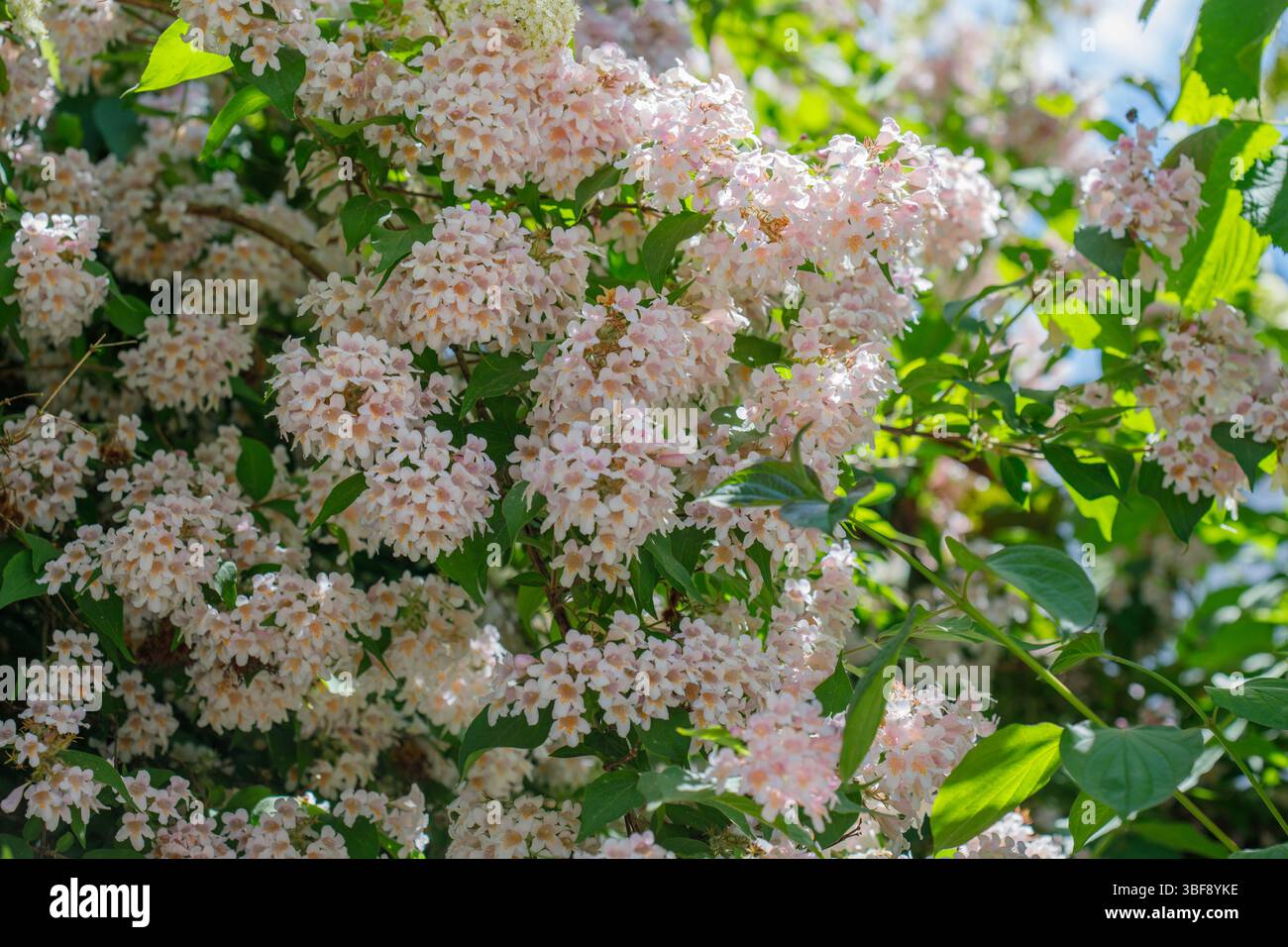 Nahaufnahme von blassrosa Blüten eines wunderschönen Busches. Es gibt zahlreiche Cluster, die mit grünem Laub vor dem Hintergrund des Himmels verflochten sind. Stockfoto