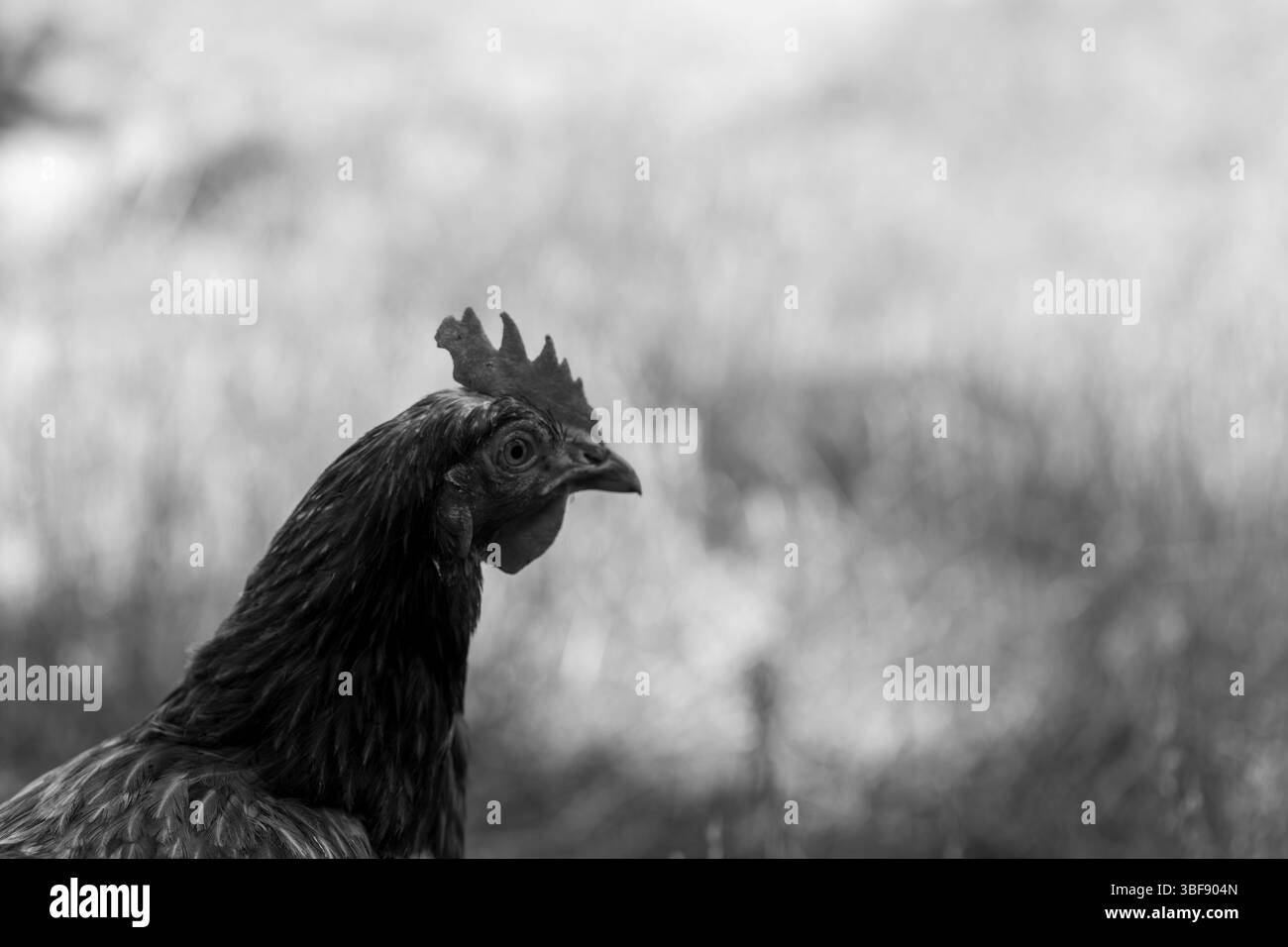Eine monochrome Nahaufnahme eines Huhns im Profil, mit verschwommenem Hintergrund. Stockfoto