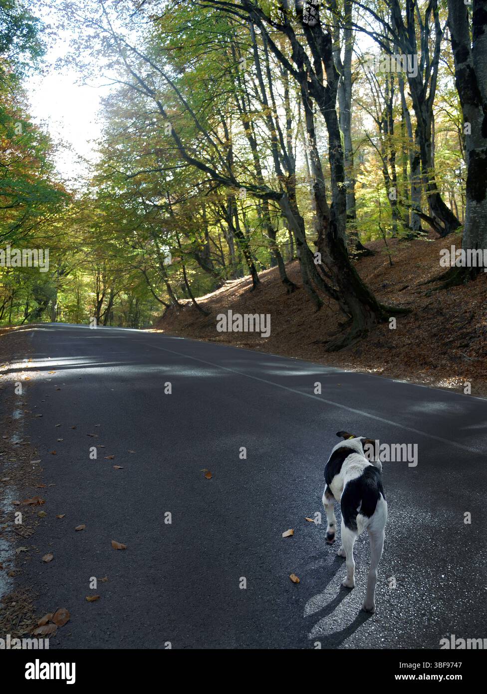Ein schwarz-weißer Hund spaziert auf der Asphaltstraße, die von den schattigen üppigen grünen Bäumen des Frühlings bedeckt ist, eine wunderschöne Landschaft in Georgia Stockfoto