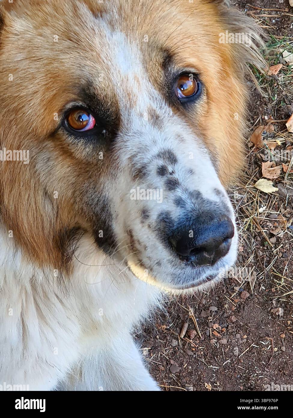 Nahaufnahme Porträt Eines betörenden Auges Moskauer Wachhund, große Wachhundkreuze zwischen dem Heiligen Bernhard und dem Kaukasischen Schäferhund, Hundeleben Stockfoto