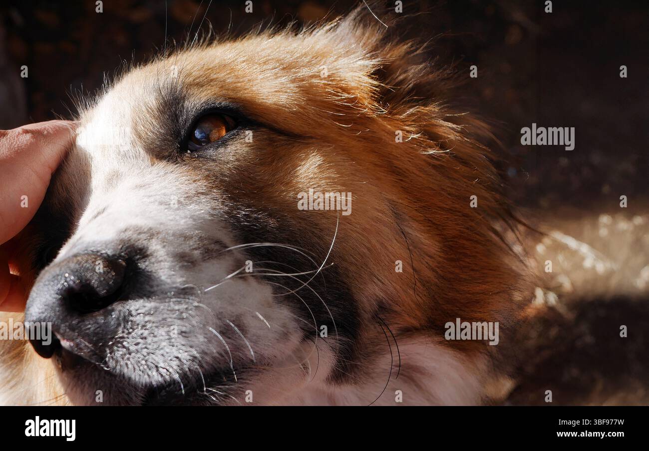 Nahaufnahme Porträt Eines betörenden Auges Moskauer Wachhund, große Wachhundkreuze zwischen dem Heiligen Bernhard und dem Kaukasischen Schäferhund, Hundeleben Stockfoto