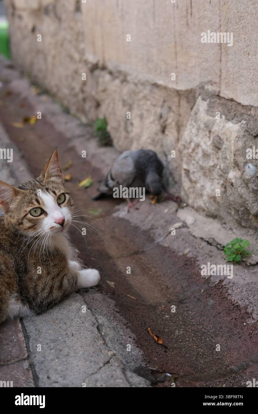 Katze und Vogel Stockfoto