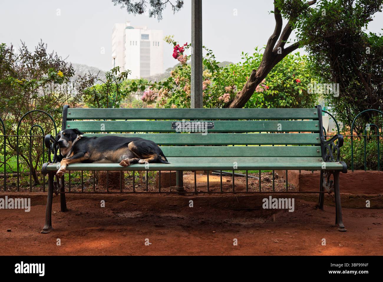 Hund schläft auf einer Bank in den Hängenden Gärten von Mumbai, Mumbai, Indien Stockfoto