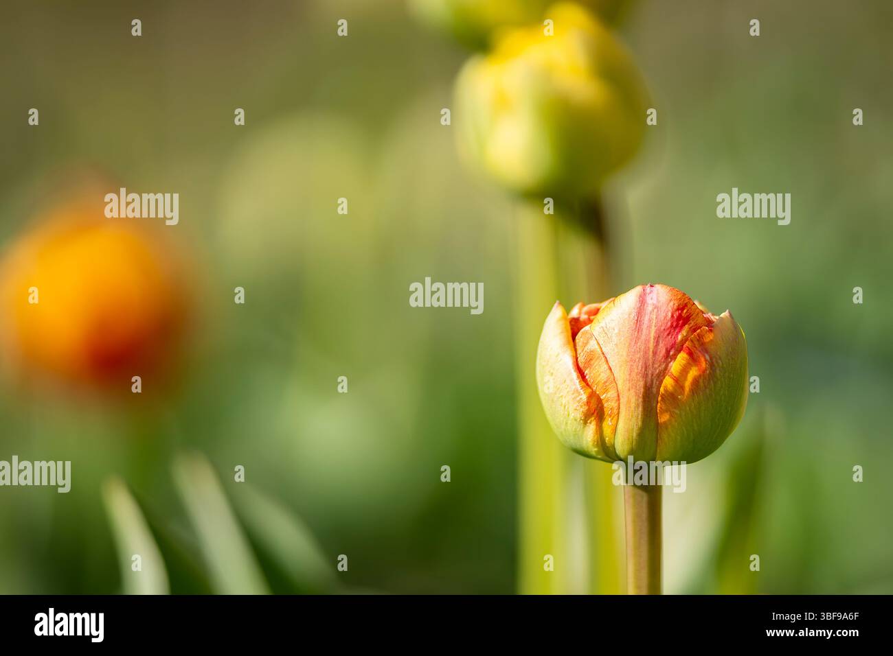 Großaufnahme einer roten, gelben und orangen Doppeltulpe Gudoshnik Doppelknospe. Gudoshnik Doppeltulpen im Frühlingsgarten. Idee für Postkarten, Grüße, Invita Stockfoto