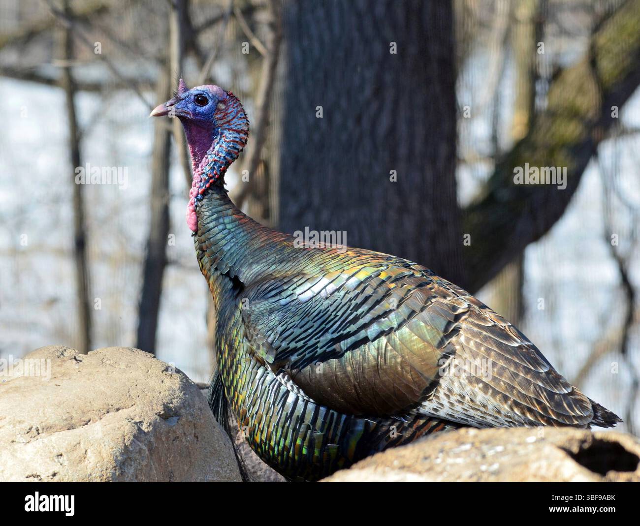 Wilde truthahn Meleagris gallopavo Ein wildes truthahnfedern sieht im Sonnenlicht schillernd aus, nahe dem Minnesota Valley National Wildlife Refuge. C Celley / USFWS / U.S. Fish and Wildlife Service Stockfoto