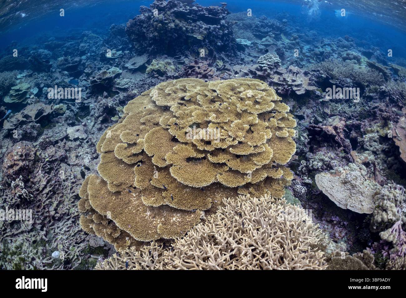 Palmyra Atoll Coral Reef R Hagerty / USFWS / U.S. Fish and Wildlife Service Stockfoto