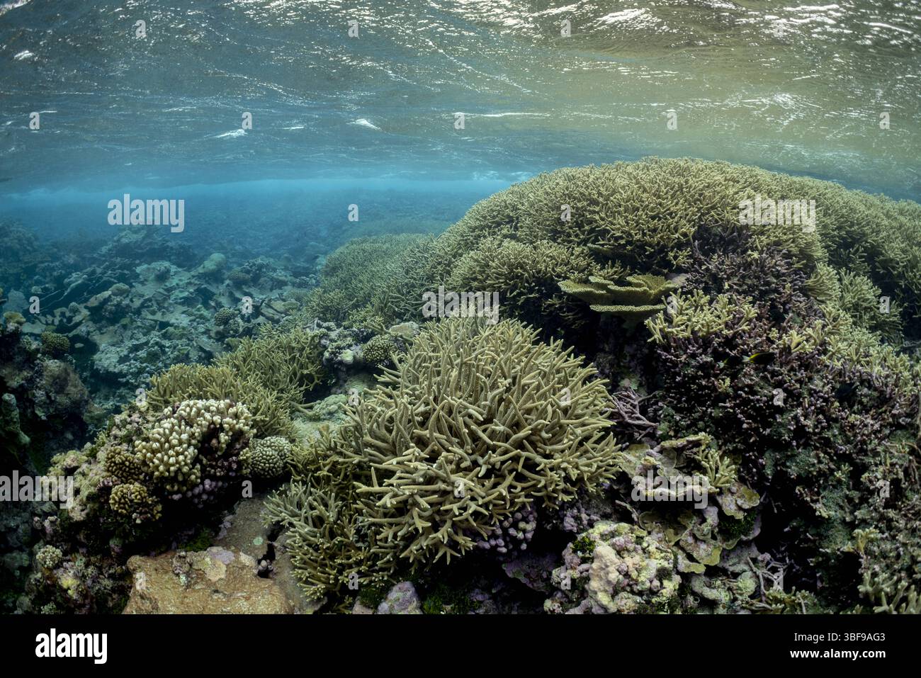 Palmyra Atoll Coral Reef R Hagerty / USFWS / U.S. Fish and Wildlife Service Stockfoto