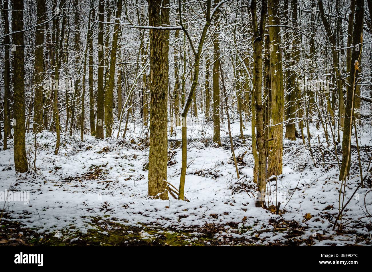 Neuschnee auf einem kleinen Wald aus grünen Baumstämmen mit moosbedeckten Felsen im Vordergrund. Stockfoto