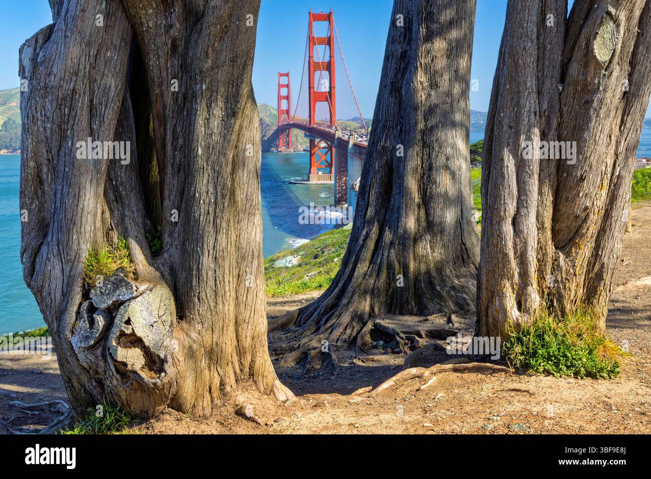 Massive Baumstämme bieten einen Blick auf die Golden Gate Bridge unter einem klaren blauen Himmel. Das leuchtende Rot der Brücke steht im Kontrast zur Erdfarbe Stockfoto