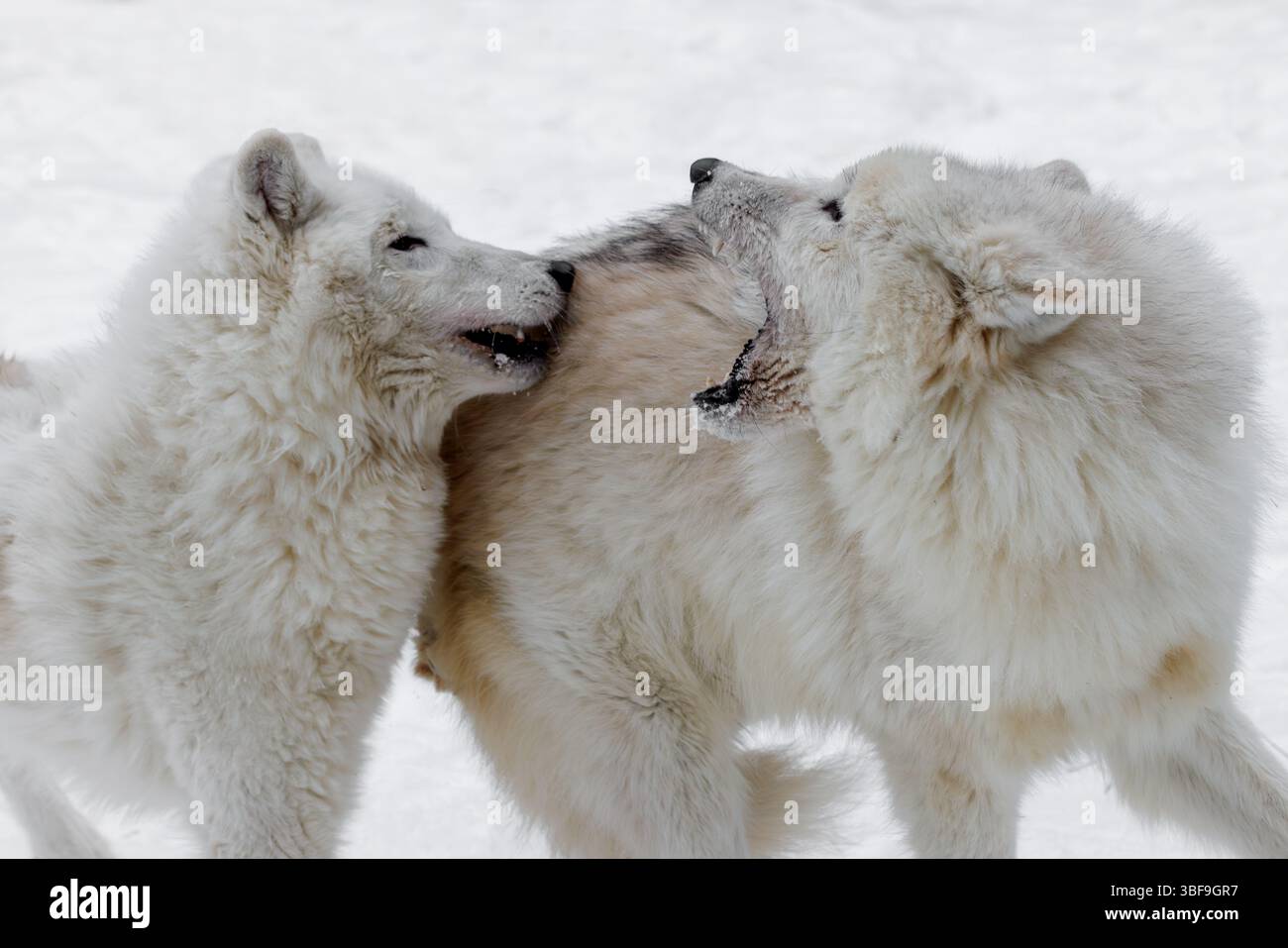 Der arktische Wolf, auch bekannt als weißer Wolf, Polarwolf und arktischer Grauwolf, ist eine Unterart des Grauwolfs, der in der hocharktischen Tundra beheimatet ist. Stockfoto