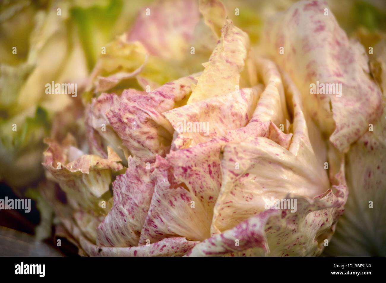 Frischer Radicchio zum Verkauf auf dem Markt, Lugano, Tessin, Schweiz. Der Castelfranco PGI variegated Radicchio (Cichorium intybus) ist eine Kreuzung aus Treviso radicchio und Esccarole-Zichorie aus dem späten 19. Jahrhundert. Die cremegelben Blätter ähneln einem gesprenkelten Salat und sind violett gepunktet. Er wird in Veneto angebaut und ist für seinen zarten, leicht bitteren Geschmack geschätzt. Köstlich roh in Salaten mit einem Spritzer Öl Stockfoto