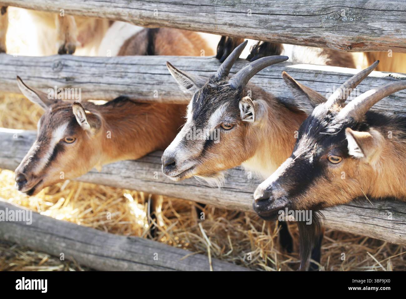 Ziegen auf Holzfarm. Rustikale landwirtschaftliche Tiere hinter Zaun. Ländliche Viehzucht auf dem Lande. Gehörnte Ziegen essen Heu. Haustiere auf dem Hof. Stockfoto