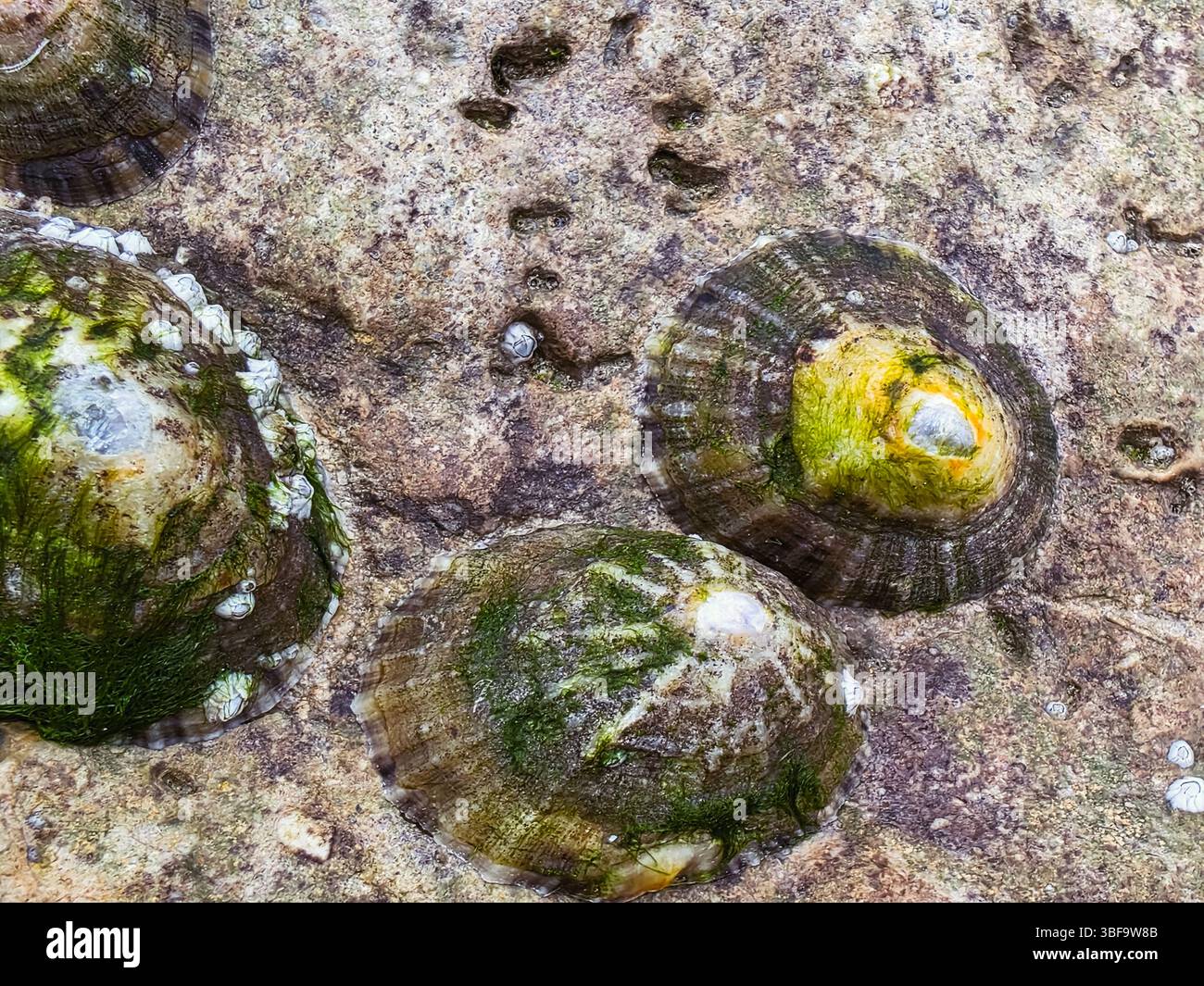 Meereslimpets, die sich an der Gesteinsoberfläche der Küste festhalten – Makrodetails Stockfoto