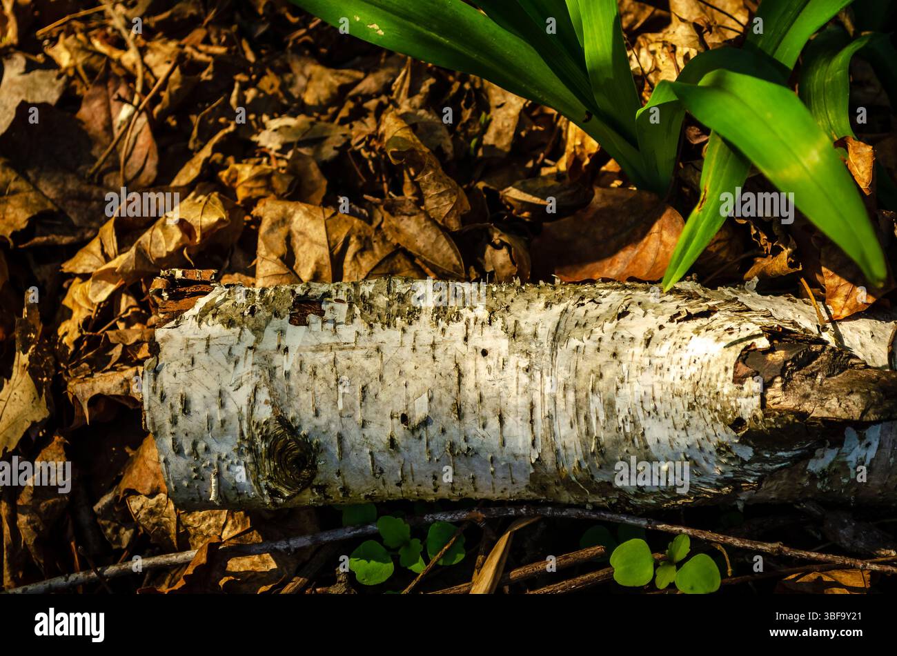Weißer Birkenrindenstamm auf einem Waldboden zwischen gefallenen Blättern Stockfoto