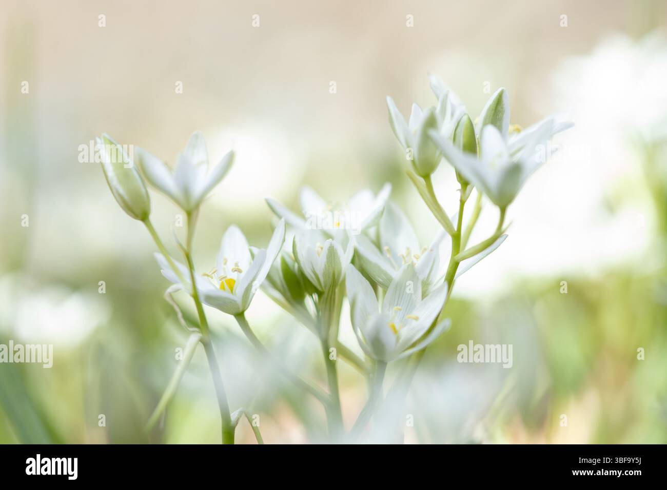 Zarte weiße Blüten blühen in sanftem natürlichem Licht, umgeben von sanften Grün- und Goldtönen. Die traumhafte Atmosphäre und die geringe Tiefe. Stockfoto