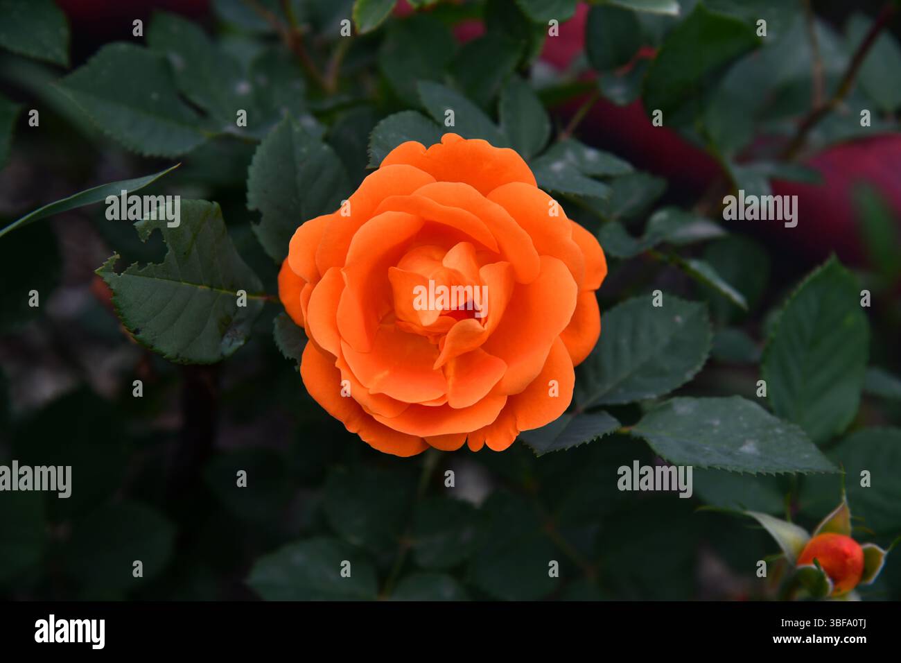 Sonnenaufgang Sonnenaufgang über einem Sonnenblumenfeld mit weit entfernten Bäumen über einem Sonnenblumenfeld mit weit entfernt Stockfoto