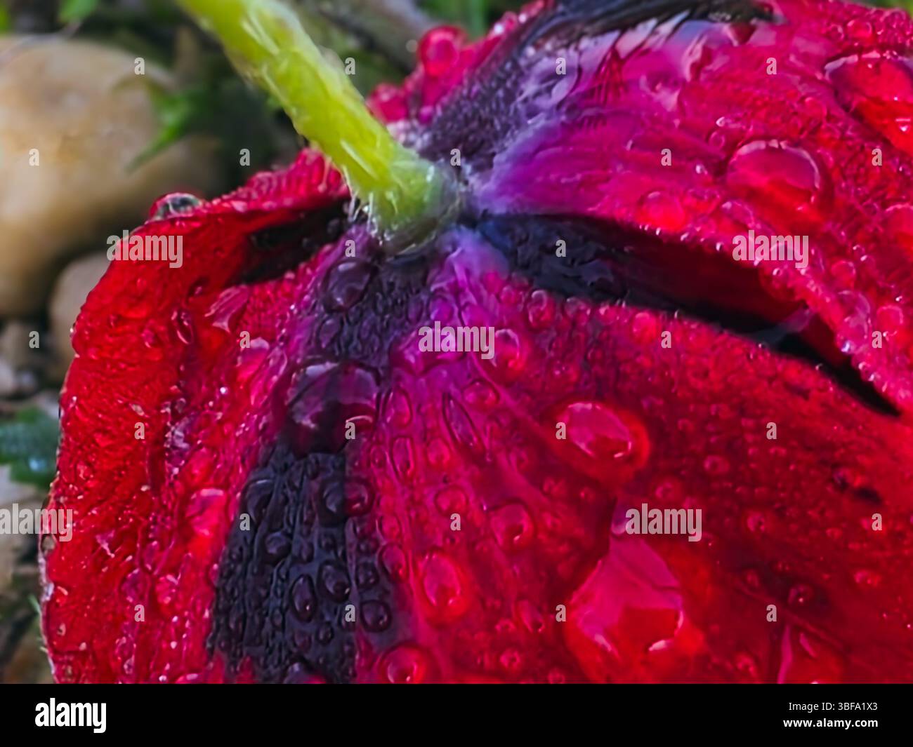 Extremes Makro aus roter Mohnblume mit Regentropfen – Rückansicht Stockfoto