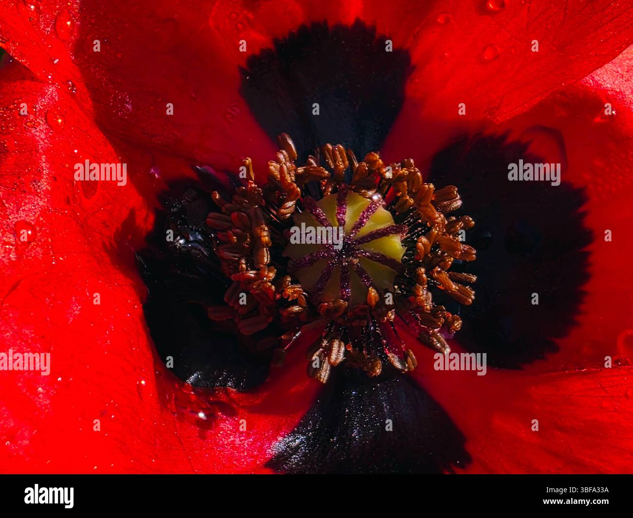 Makroansicht des Mohnblumenzentrums – botanische Symmetrie und Textur Stockfoto