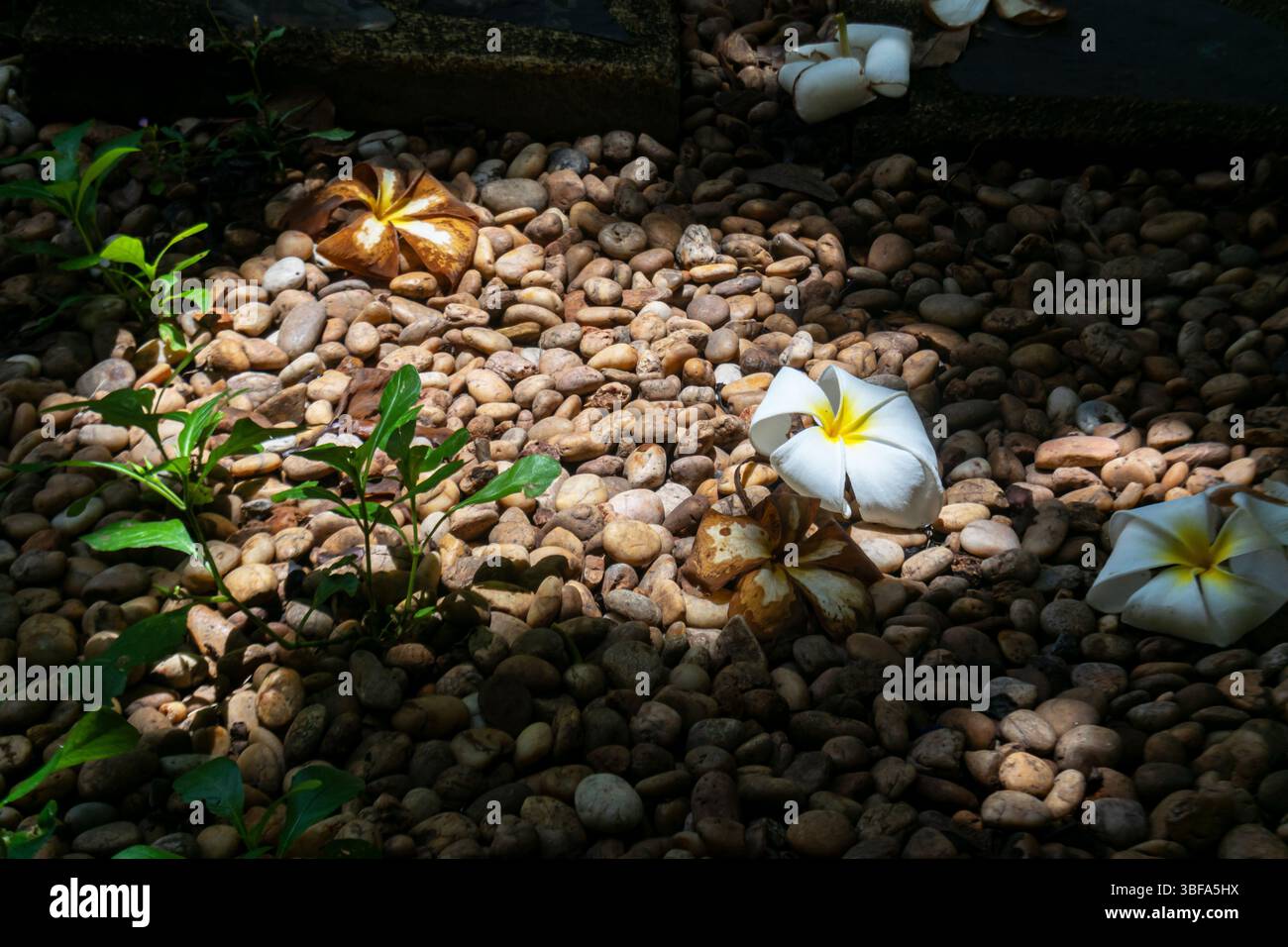 Eine ruhige Szene mit weißen Blumen mit gelben Zentren, die auf einem Bett aus glatten Kieselsteinen ruhen. Sonnenlicht hebt die Texturen hervor und sorgt für ein beruhigendes AT Stockfoto