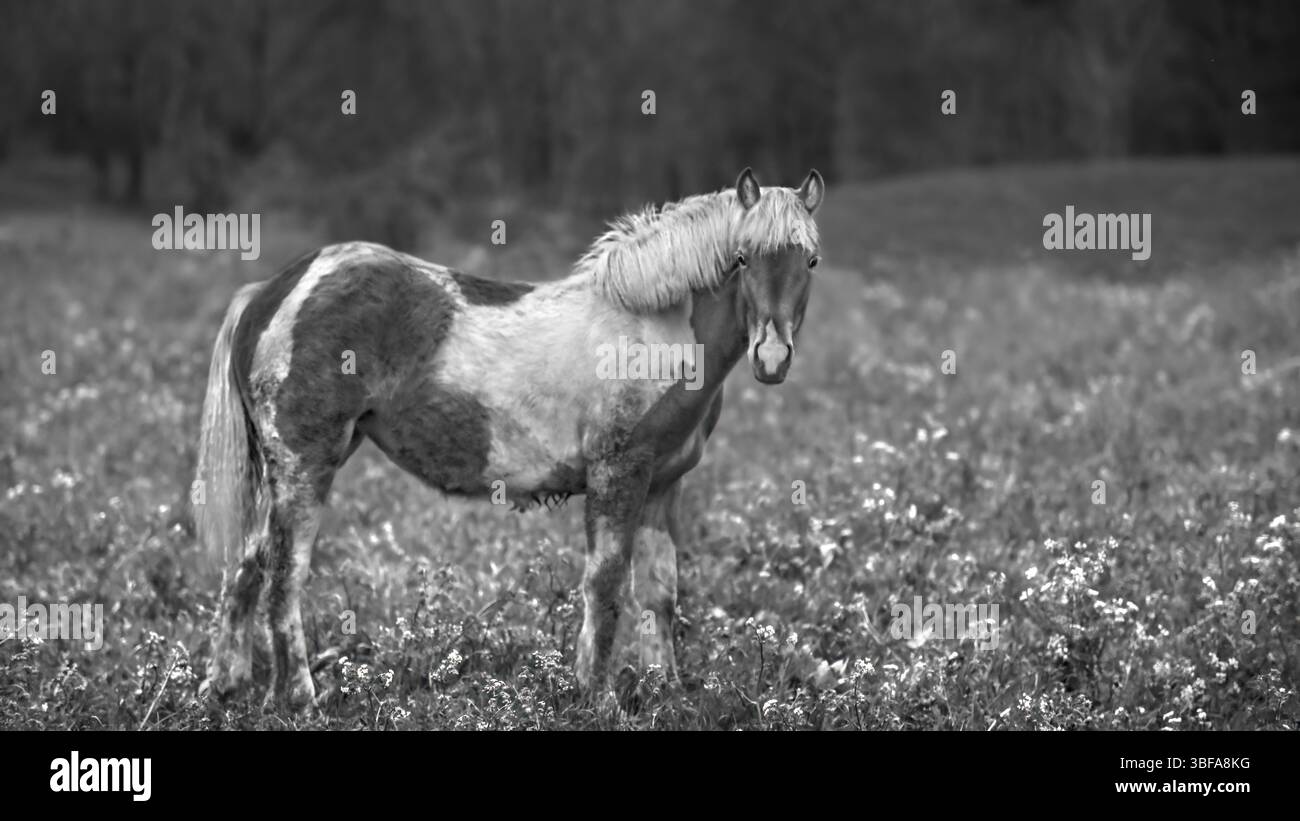 Schwarz-weiß-Bild eines jungen Pinto-Pferdes, der in die Kamera schaut, auf einer Wiese mit Wildblumen stehend, monochrom, 16:9 Stockfoto