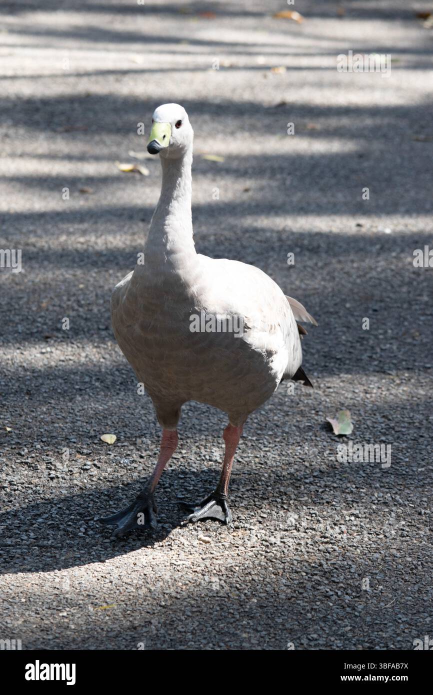 Die Kapbarren-Gans ist eine sehr große, hellgraue Gans mit einem relativ kleinen Kopf. Es hat Reihen großer dunkler Flecken in Linien über den Schultern und Stockfoto