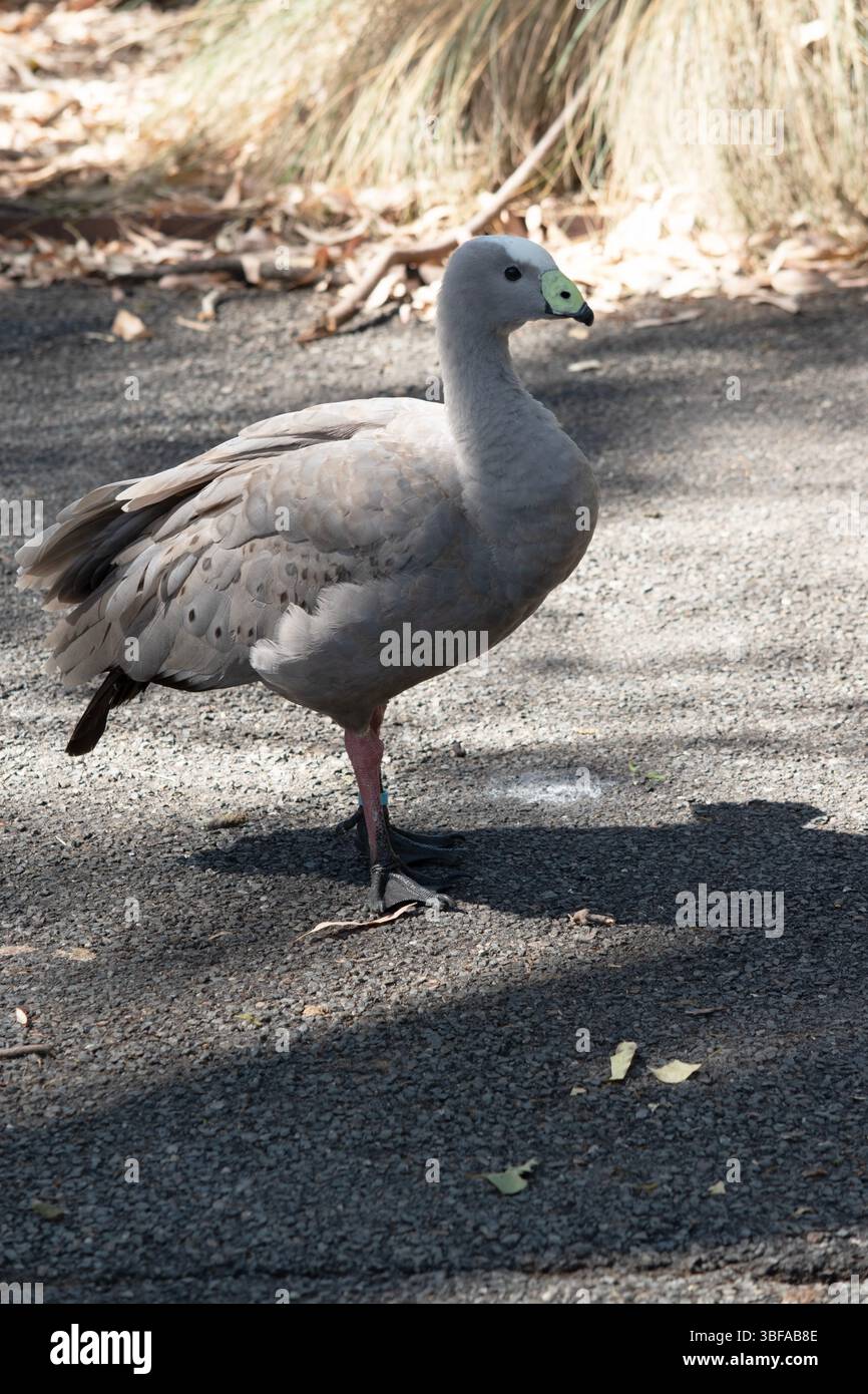 Die Kapbarren-Gans ist eine sehr große, hellgraue Gans mit einem relativ kleinen Kopf. Es hat Reihen großer dunkler Flecken in Linien über den Schultern und Stockfoto