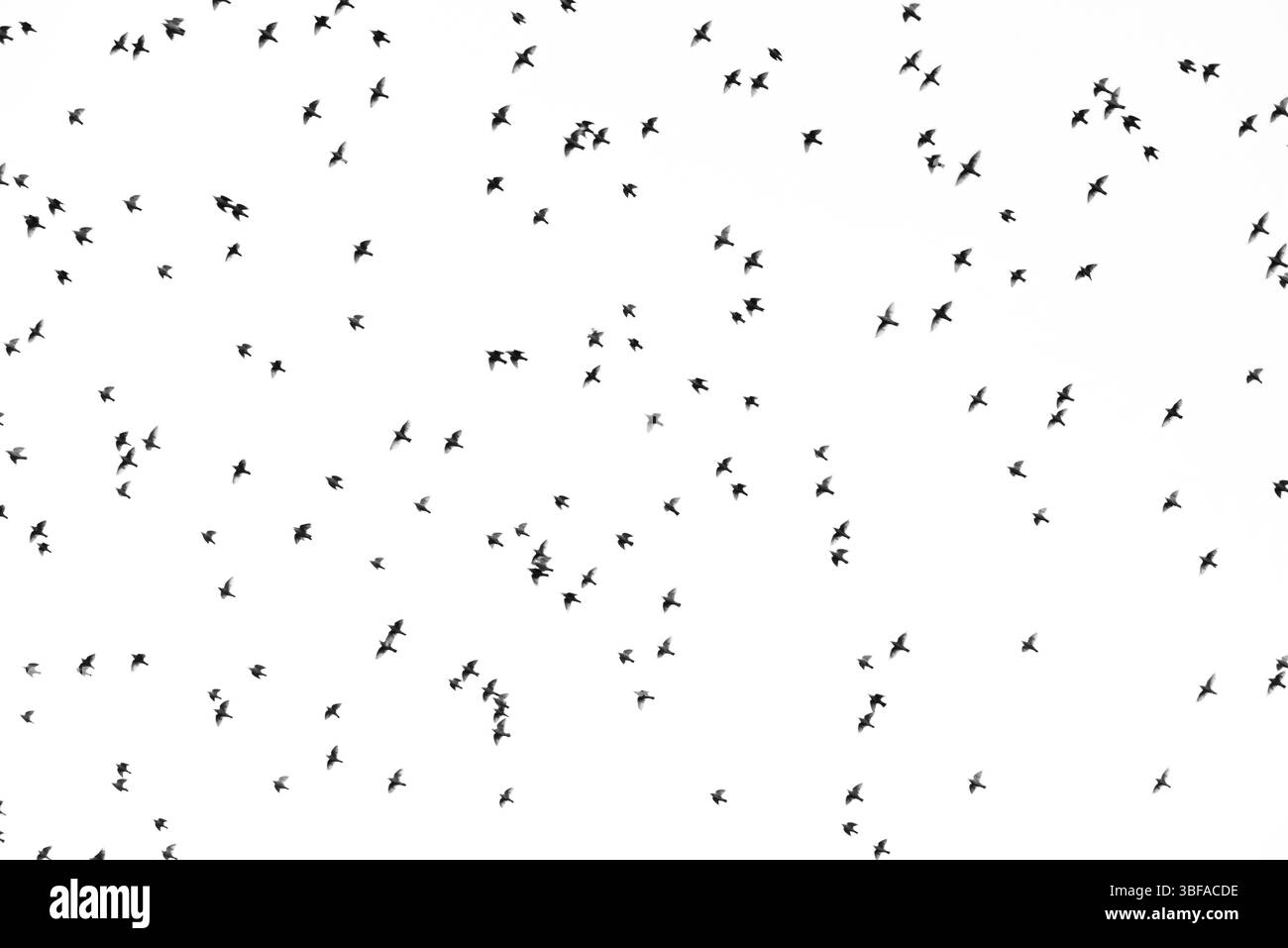 Eine Schar von Starnen oder gewöhnlichen Starnen (Sturnus vulgaris), die vor einem weißen Himmel fliegen, Sommer, Vögel im Flug am Himmel, Dynamik und Bewegung Stockfoto