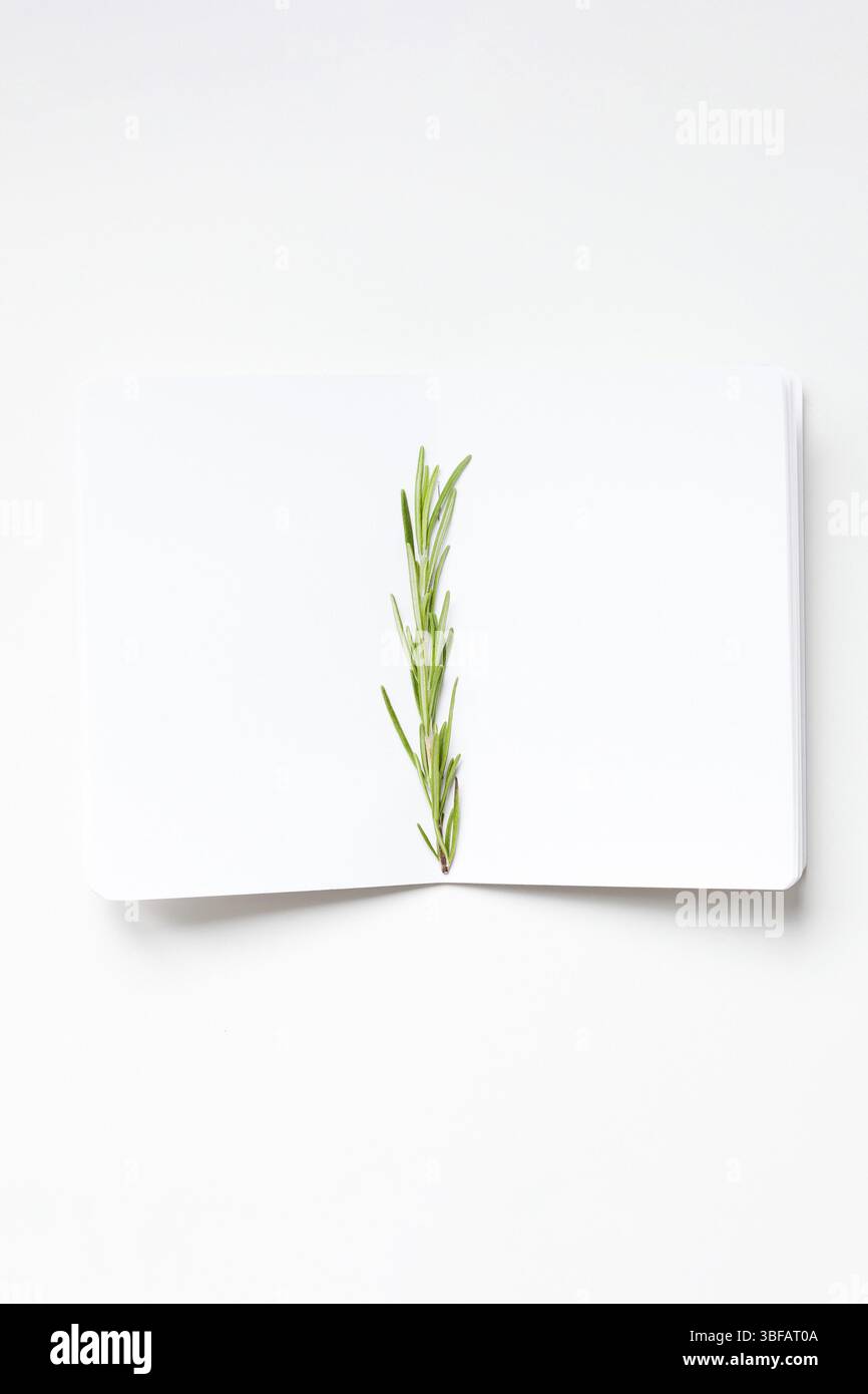 Flach Ansicht leer notebook Seiten mockup text Raum Einladungskarte auf weißem Hintergrund mit Rosmarin Zweig. Menü oder Rezeptbuch oder Essen blog Stockfoto