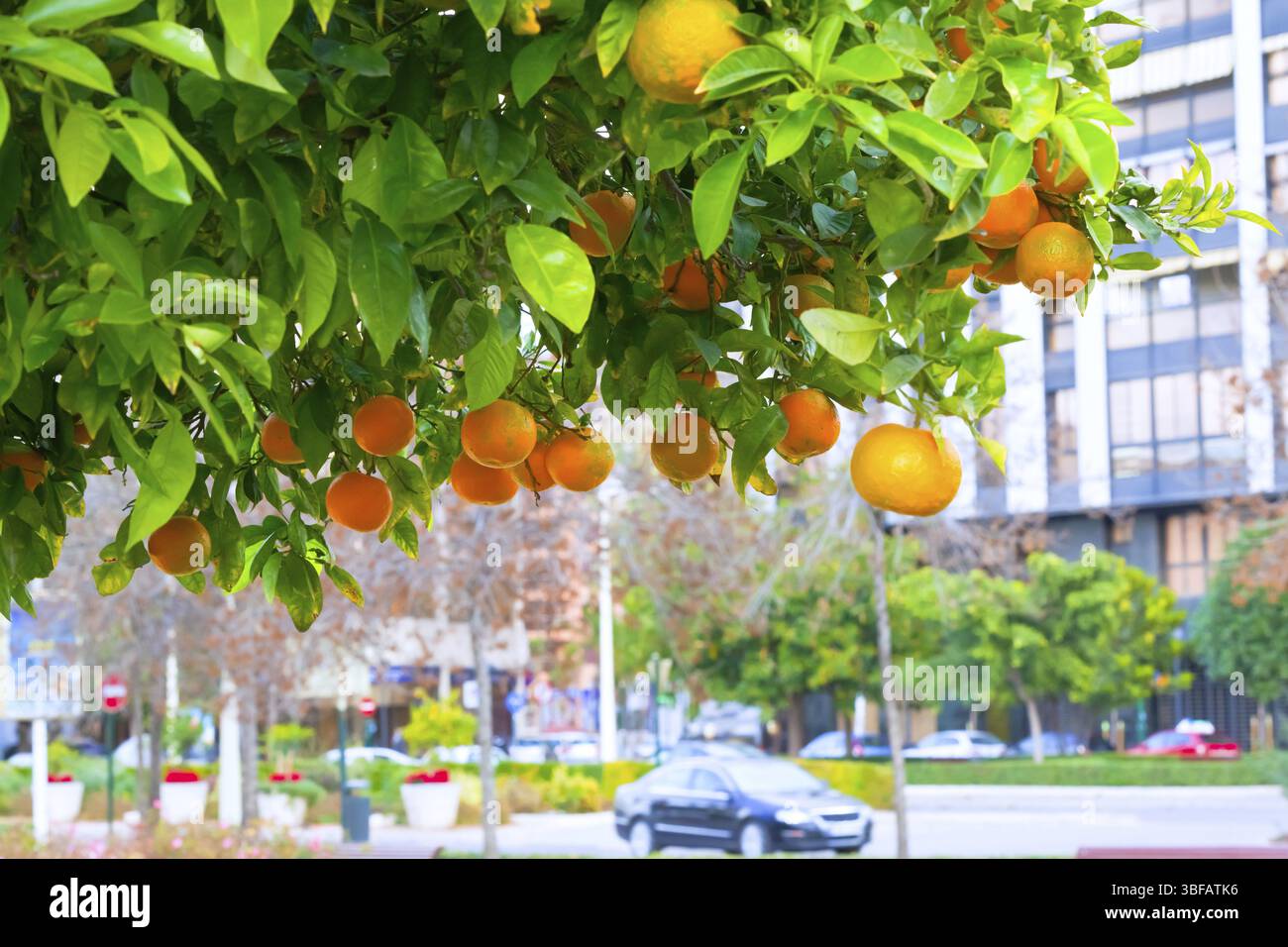 Reifer Mandarinenzweig auf einem Stadthintergrund Stockfoto