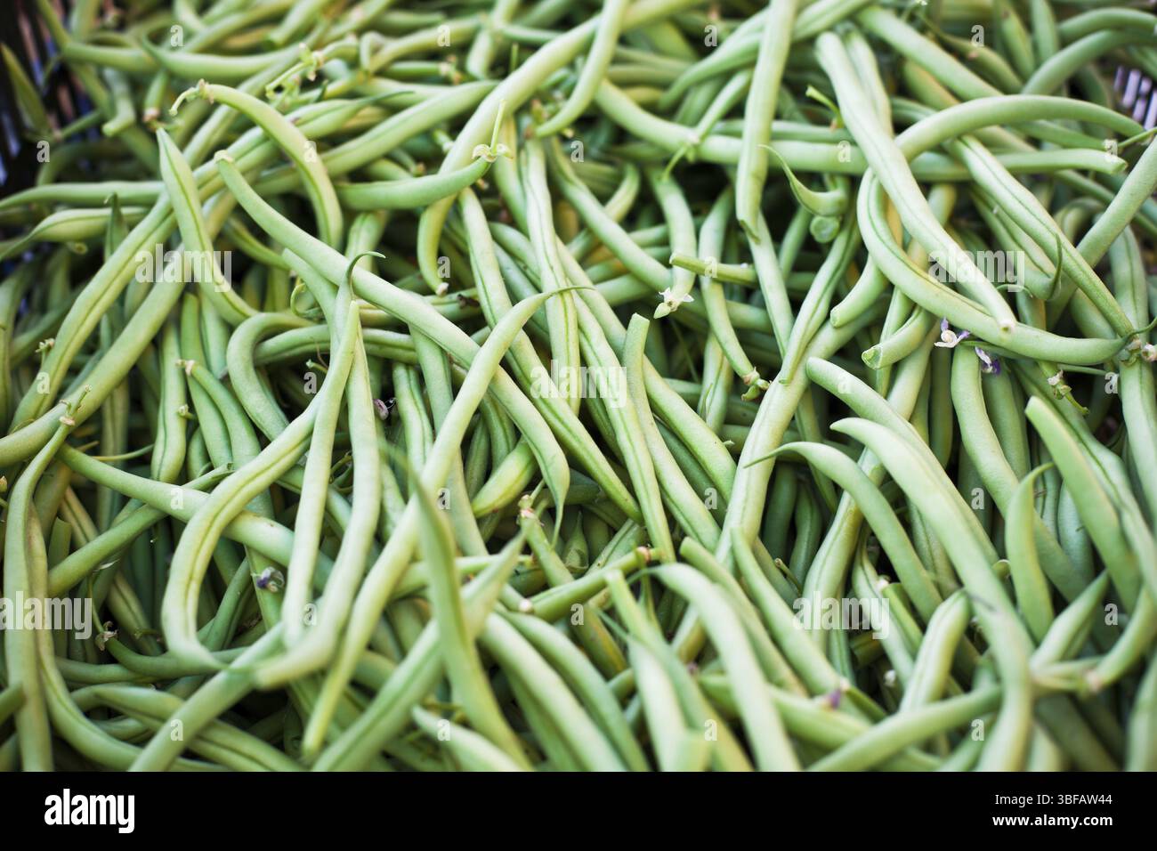 Grüne Bohnen-Heap als Hintergrund. Horizontalen Schuss Stockfoto