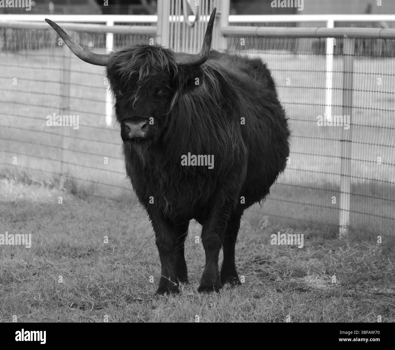 Eine Hochland-Kuh, die auf einem Feld steht, mit ihrem langen zotteligen Fell und den gebogenen Hörnern, die in diesem Schwarz-weiß-Bild hervortreten. Stockfoto