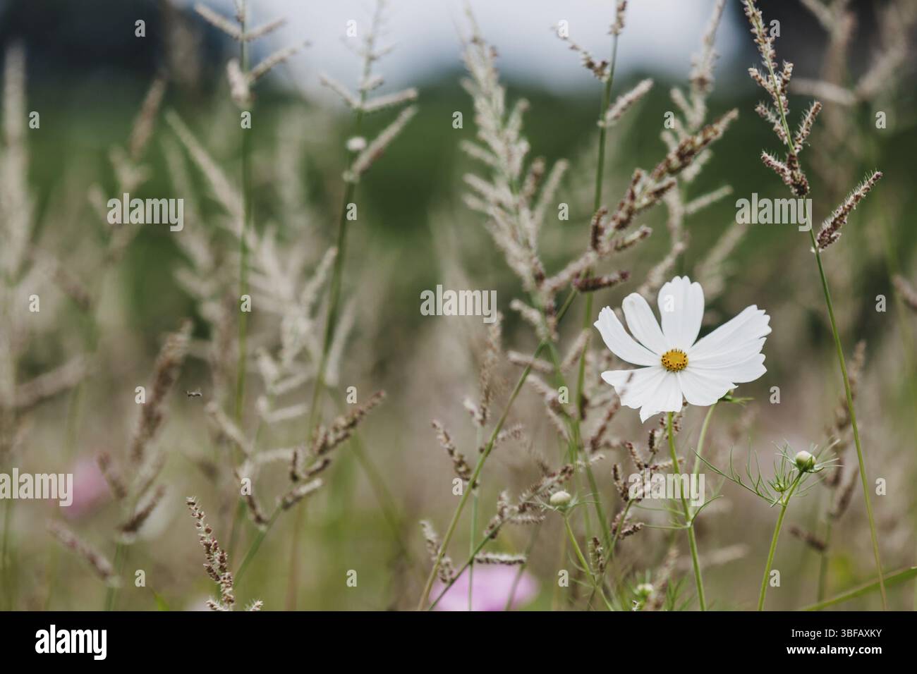 Wildblumen auf einer Wiese. Horizontalen Schuss Stockfoto