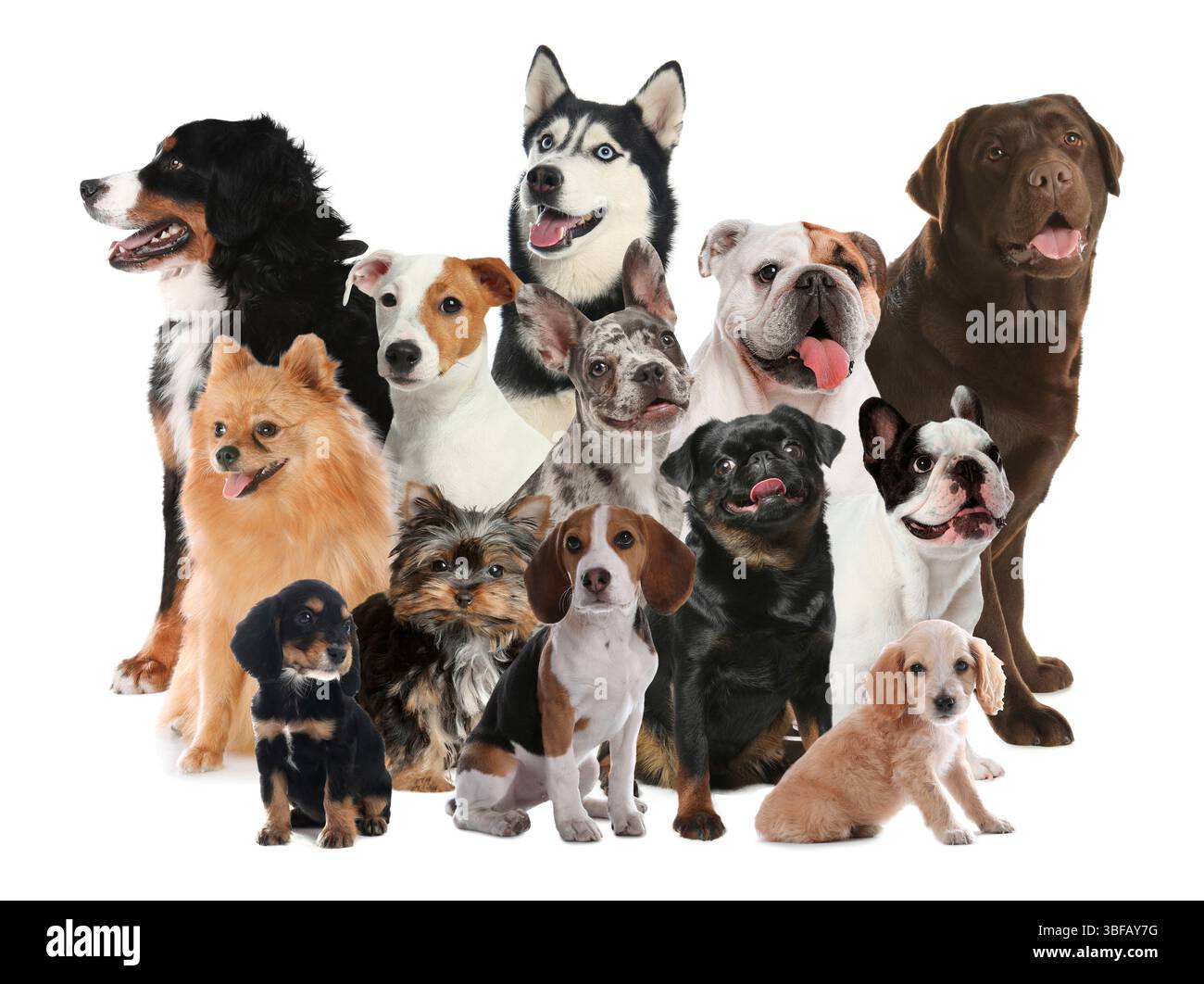 Gruppe von niedlichen Hunden auf weißem Hintergrund Stockfoto