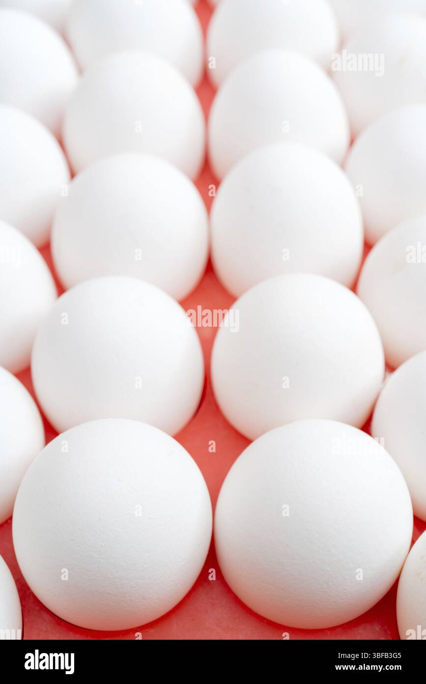 Weiße Hühnereier. Nützliche Lebensmittel. Gerade Reihen von Eiern Stockfoto