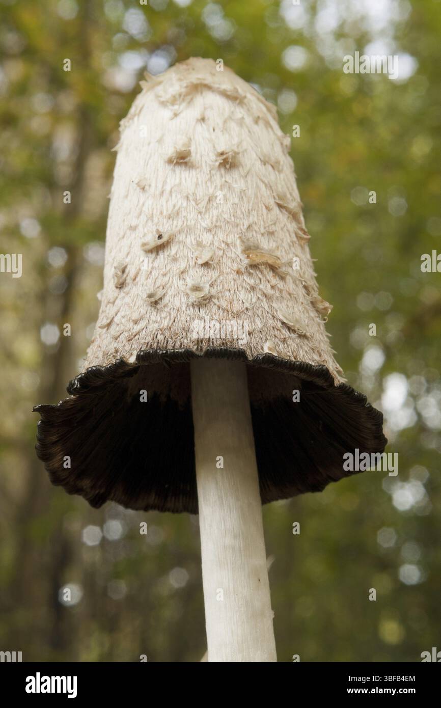 Haubenzinkung (Coprinus comatus) Stockfoto