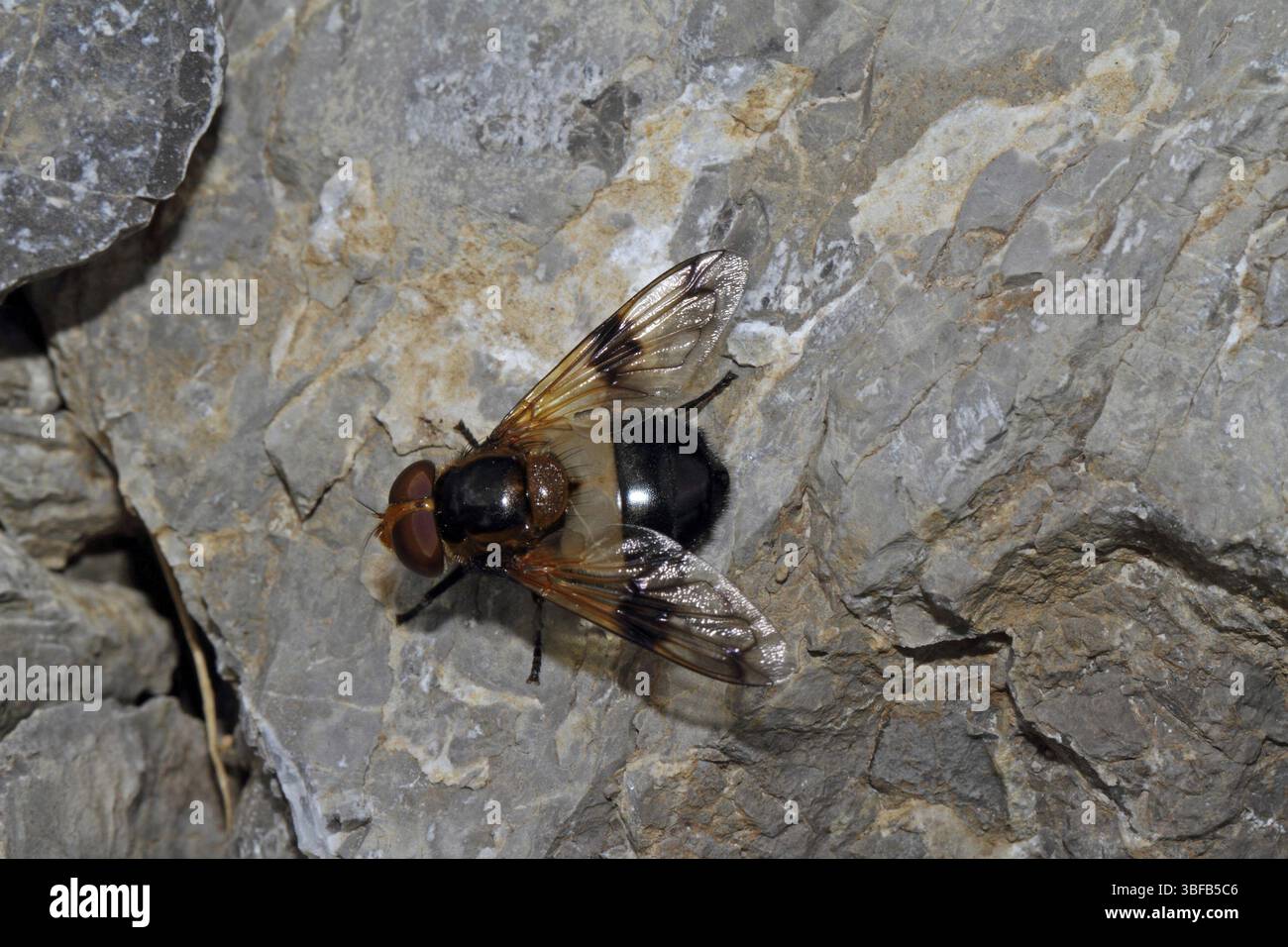 Hummel schwebfliegen (Volucella pellucens) Stockfoto