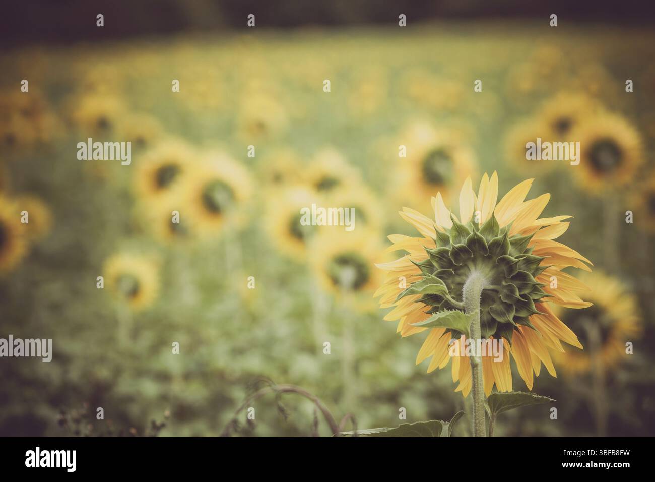 Sonnenblumen Feld auf dem Lande. Horizontalen Schuss Stockfoto