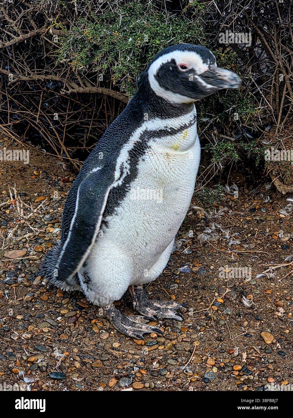 Magellanpinguin (Spheniscus magellanicus) in Argentinien Stockfoto