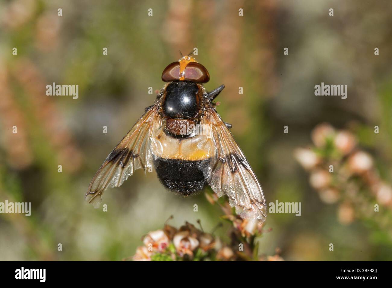 Pelluzid-Fliege (Volucella pellucens) Stockfoto