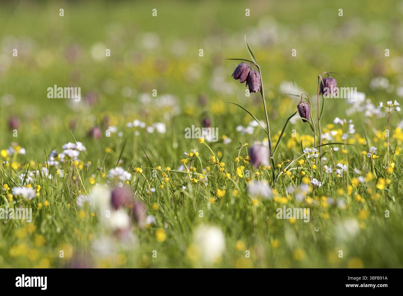 Schlange den Kopf Fritillary (Fritillaria Meleagris) Stockfoto