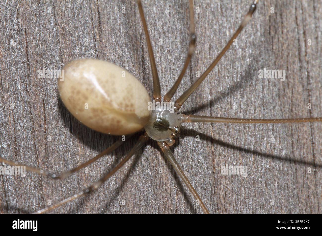Langbeinige Zellspinne (Pholcus phalangioides) Stockfoto
