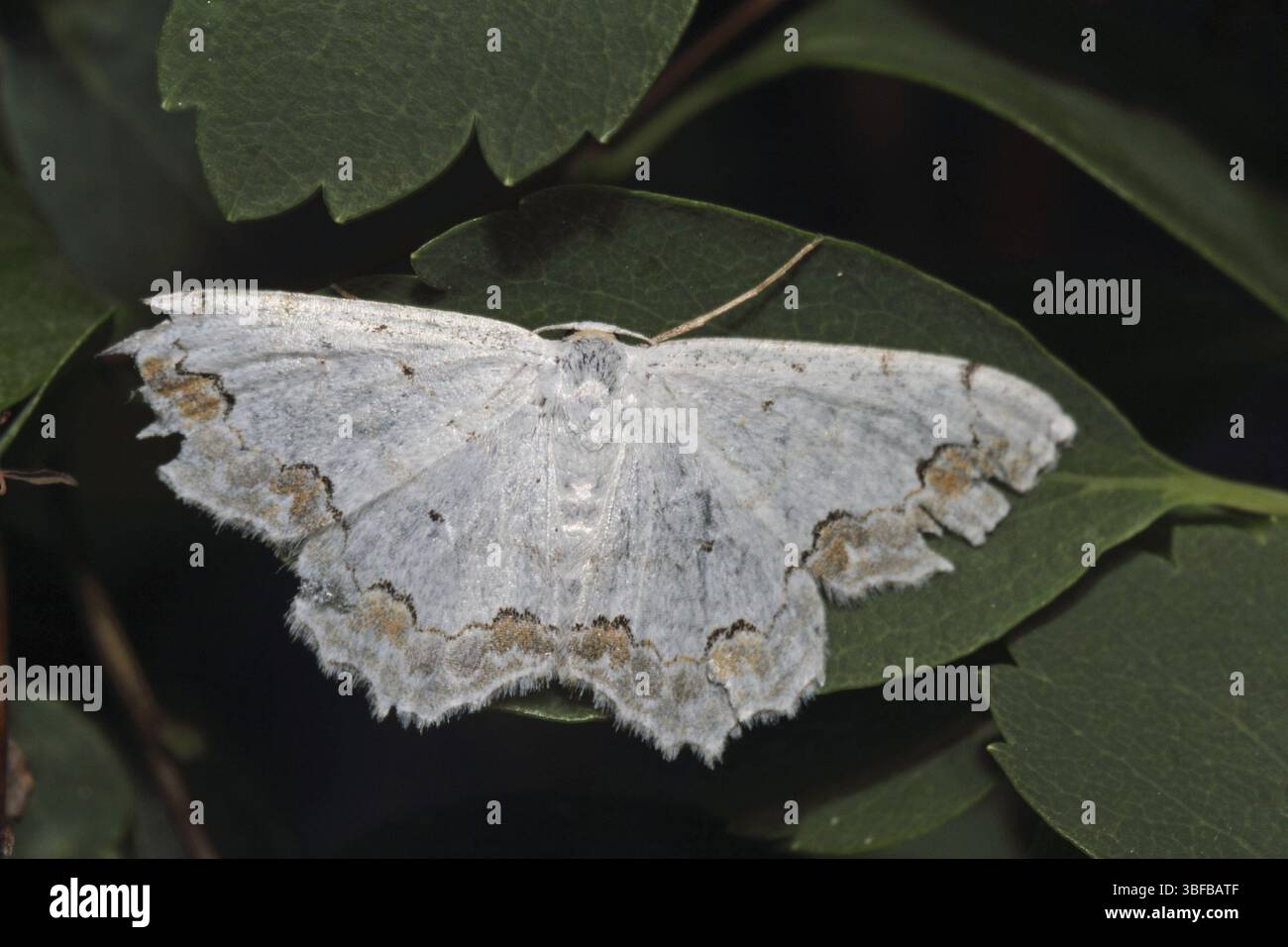 Kleiner Juweleneffekt (Scopula ornata) Stockfoto