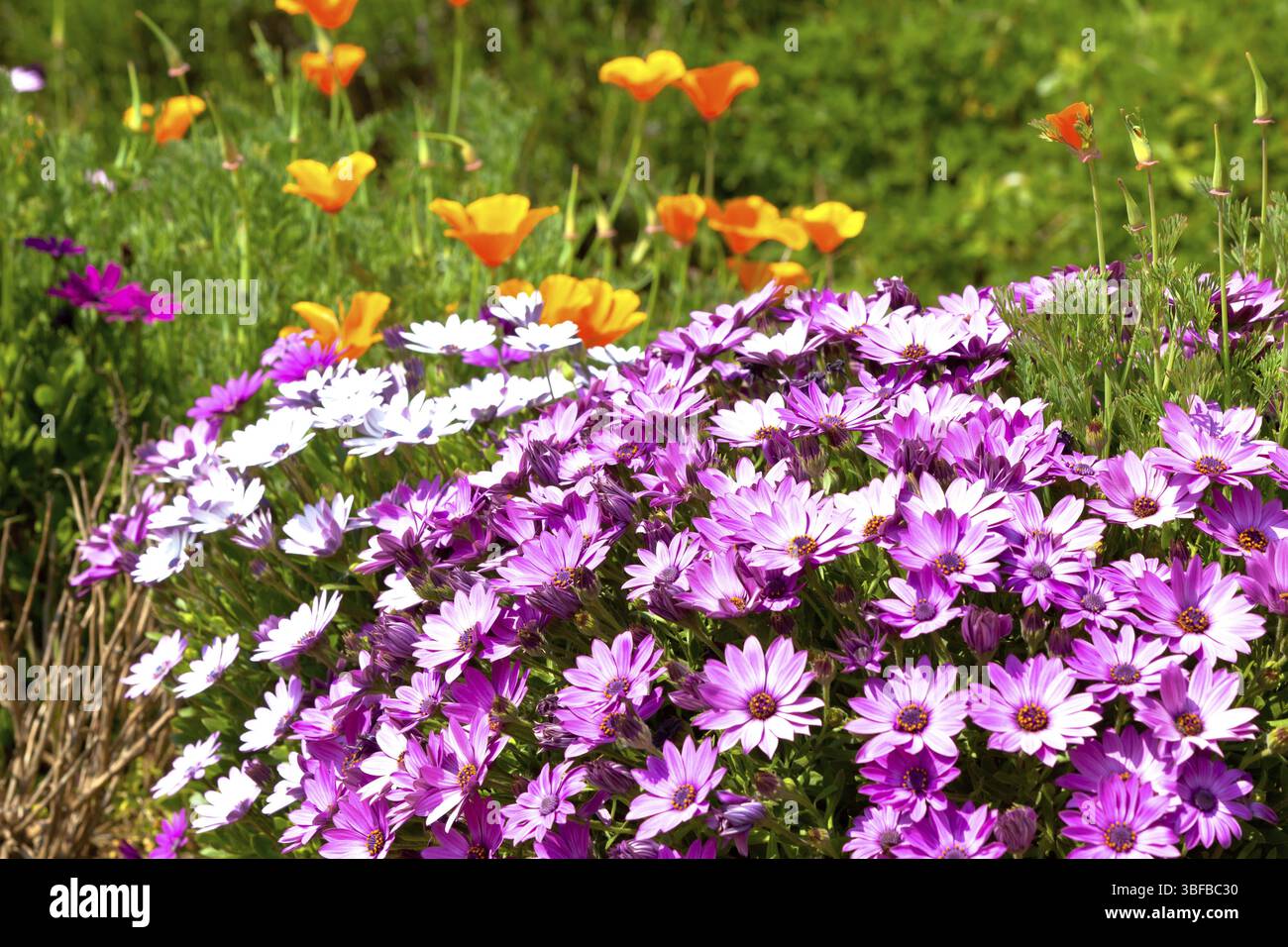 Buntes Blumenbeet. Horizontale Aufnahme. Kleiner GRIFF Stockfoto
